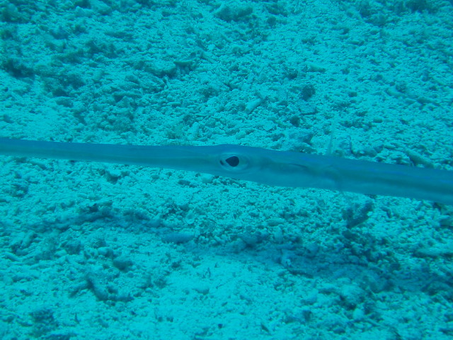 img0005.jpg