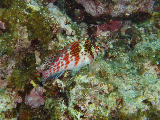 img0010.jpg