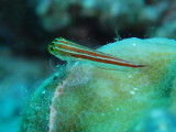 img0004.jpg