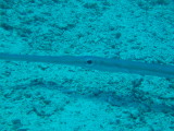 img0005.jpg