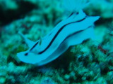 img0009.jpg