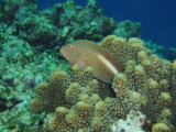 img0011.jpg