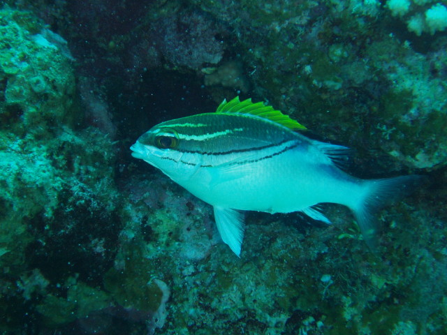 img0001.jpg