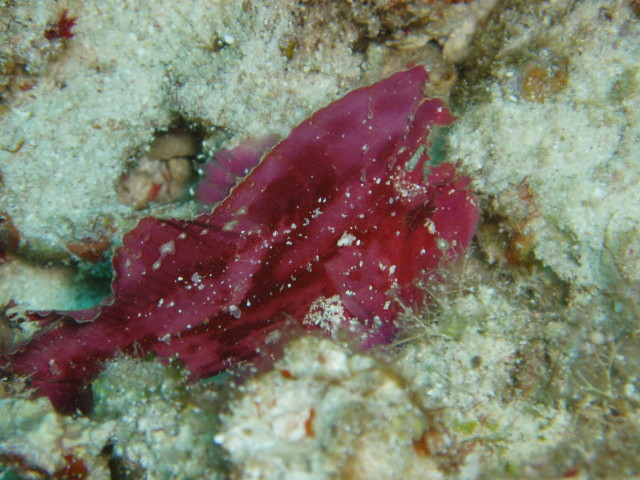 img0003.jpg