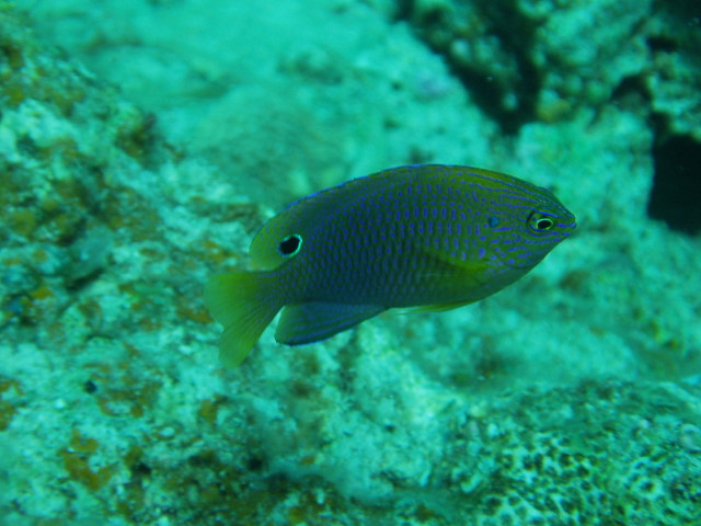 img0008.jpg