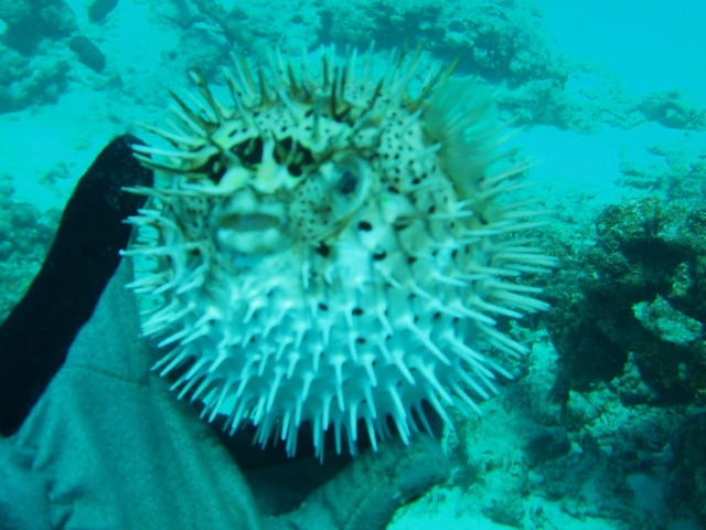 img0009.jpg