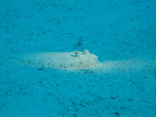 img0011.jpg