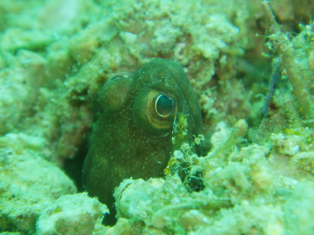 img0017.jpg