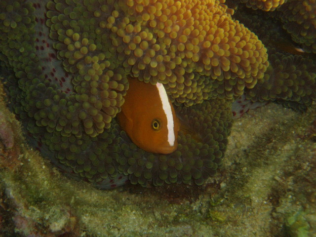 img0018.jpg