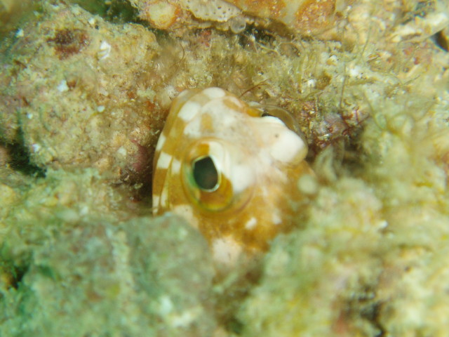 img0020.jpg