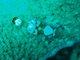 img0005.jpg