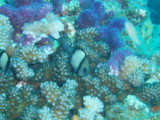 img0007.jpg