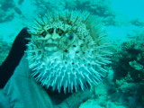 img0009.jpg