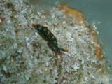 img0015.jpg