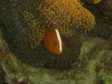 img0018.jpg