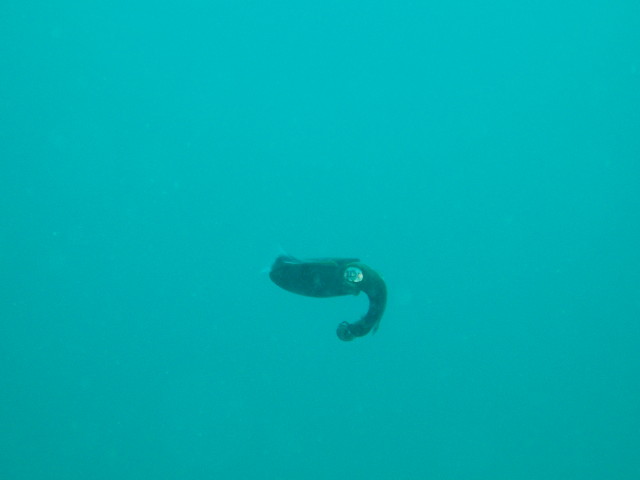 img0001.jpg