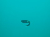 img0001.jpg