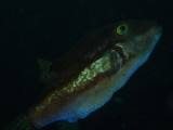 img0003.jpg