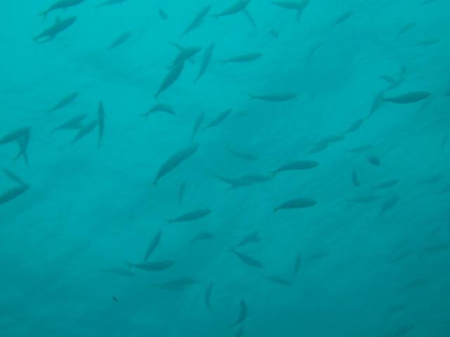 img0003.jpg