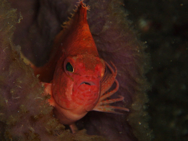 img0007.jpg