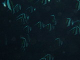 img0000.jpg