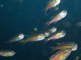 img0001.jpg