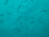 img0003.jpg