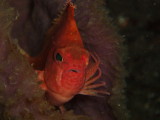 img0007.jpg