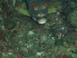 img0009.jpg