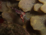 img0010.jpg