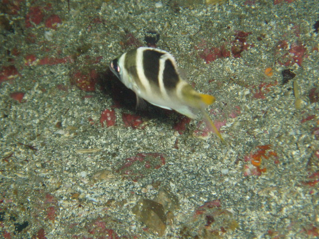 img0000.jpg