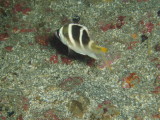 img0000.jpg
