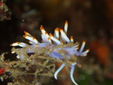 img0001.jpg