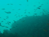 img0003.jpg