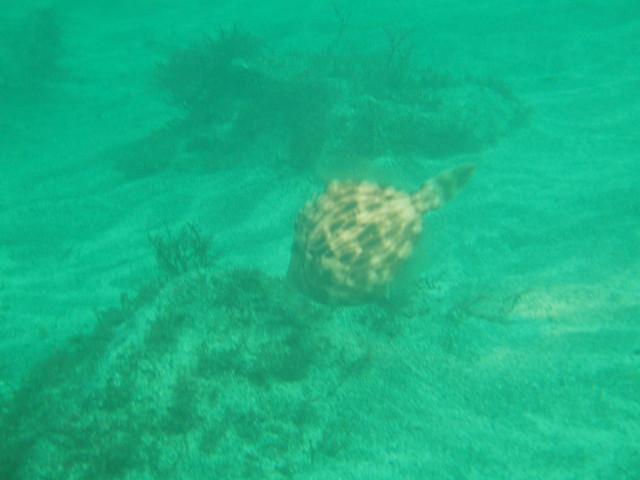 img0000.jpg