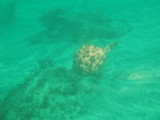 img0000.jpg