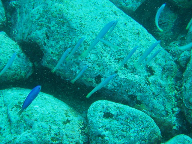 img0009.jpg