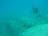 img0001.jpg