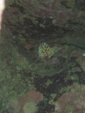 img0006.jpg