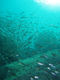 img0011.jpg
