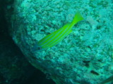 img0013.jpg