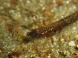 img0017.jpg