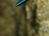 img0020.jpg