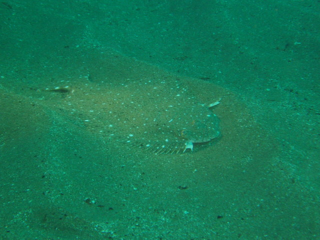 img0000.jpg