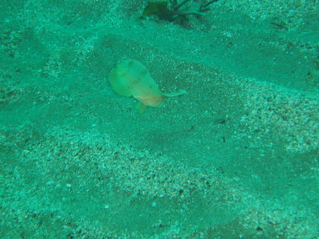 img0006.jpg