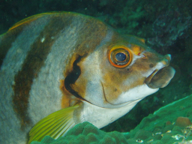 img0010.jpg