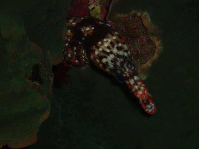 img0012.jpg