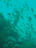 img0003.jpg