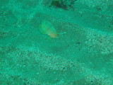 img0006.jpg