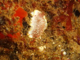 img0008.jpg
